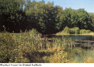 Westernmoor